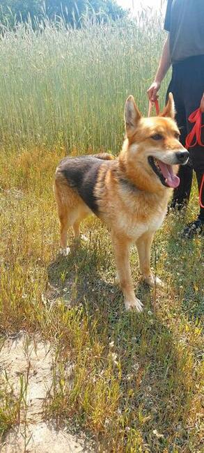 Dexter psiak do adopcji, 6lat, 22kg, pomoc behawiorysty