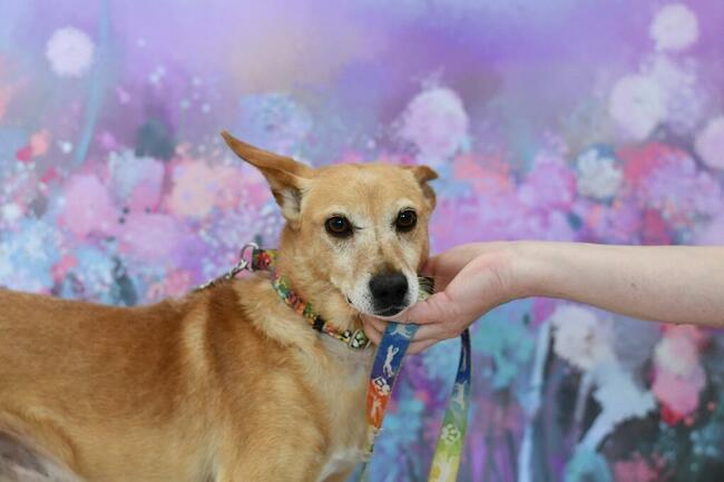 Nieśmiały Hugo prosi o odrobinę miłości!