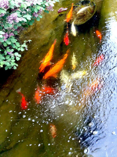 Napowietrzcz Solarny.Pompka tlenu słoneczna, Oczko wodne.Ryby