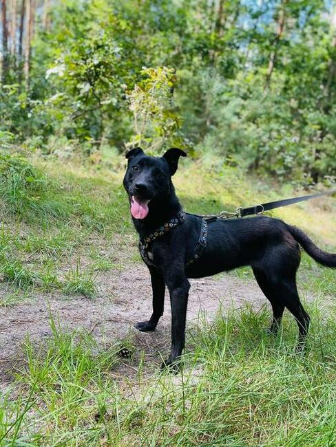 Tosia ok 1,5 r. kochana sunia czeka na Ciebie Psyjacie w pot