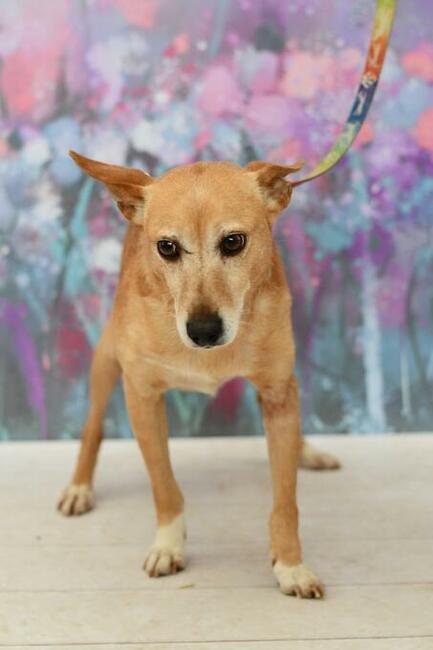 Nieśmiały Hugo prosi o odrobinę miłości!