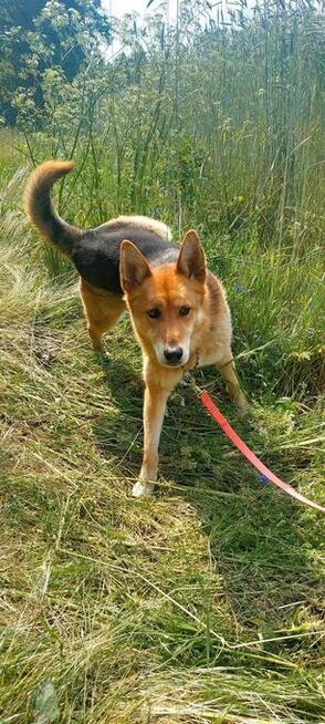 Psiak bez szans na adopcję, Dexter, 6letni, 22kg