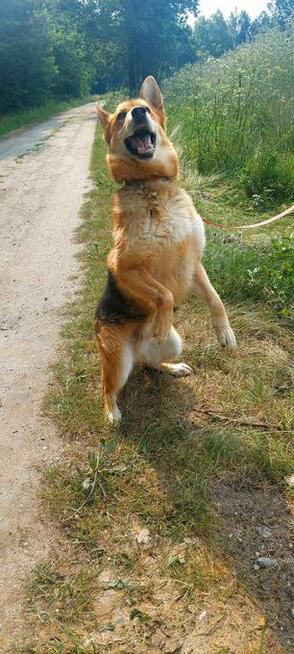 Psiak bez szans na adopcję, Dexter, 6letni, 22kg