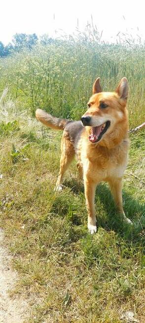 Psiak bez szans na adopcję, Dexter, 6letni, 22kg