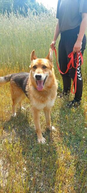 Psiak bez szans na adopcję, Dexter, 6letni, 22kg