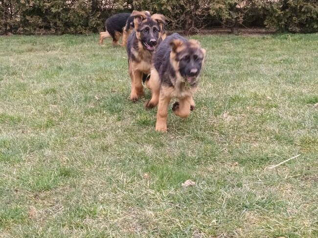 Sprzedam Szczenięta Owczarka Niemieckiego krótkowłosego.