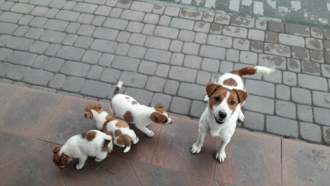 Jack Russell terier