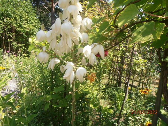 Sprzedam działkę rekreacyjną - ogrodzona na Retkini