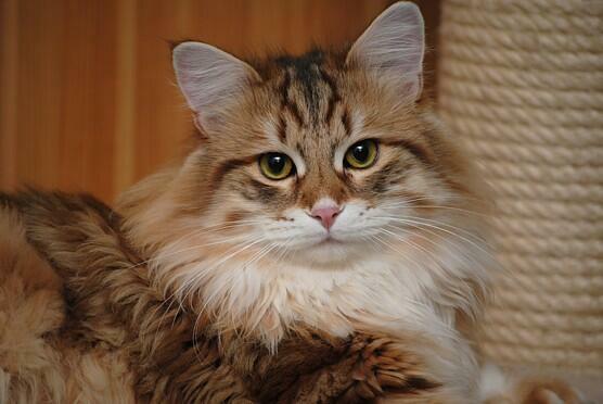 Hodowla Kotów Syberyjskich & Neva Masquerade Nowa Era*PL