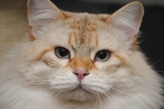 Hodowla Kotów Syberyjskich & Neva Masquerade Nowa Era*PL