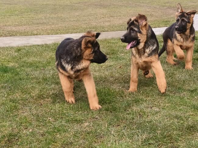 Sprzedam Szczenięta Owczarka Niemieckiego krótkowłosego.