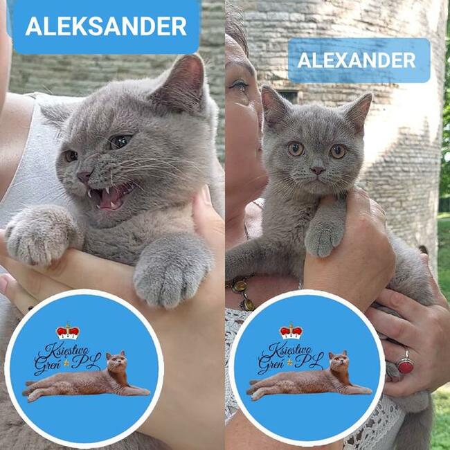 Koty brytyjskie krótkowłose po utytułowanych rodzicach !