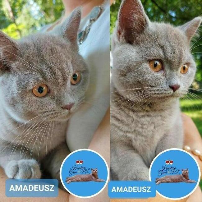 Koty brytyjskie krótkowłose po utytułowanych rodzicach !
