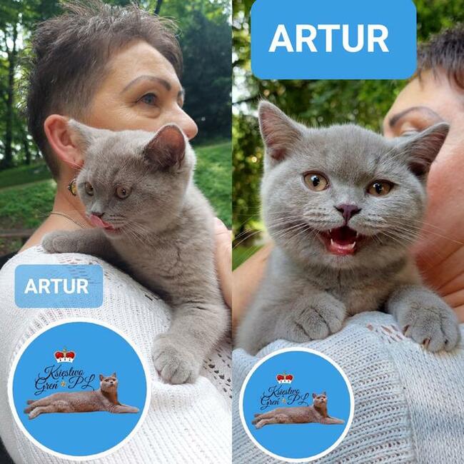 Koty brytyjskie krótkowłose po utytułowanych rodzicach !