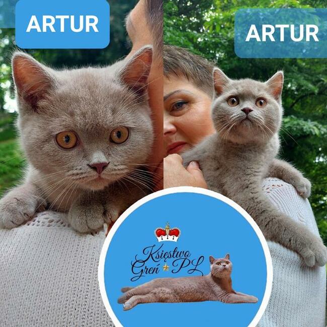 Koty brytyjskie krótkowłose po utytułowanych rodzicach !