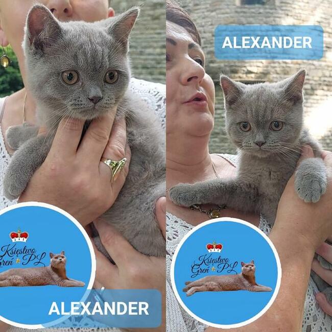 Koty brytyjskie krótkowłose po utytułowanych rodzicach !