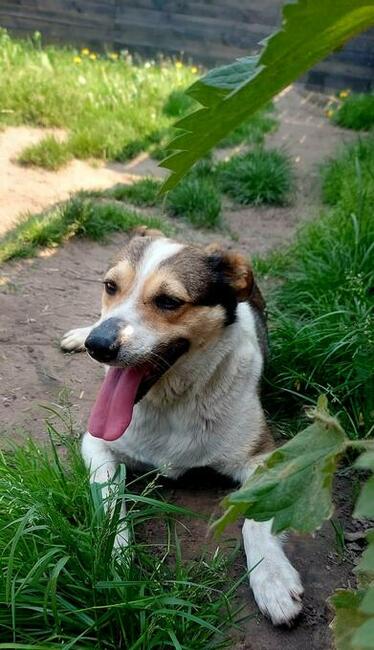 Cudowny wesoły psiak BŁAGA PILNIE o domek z ogrodem