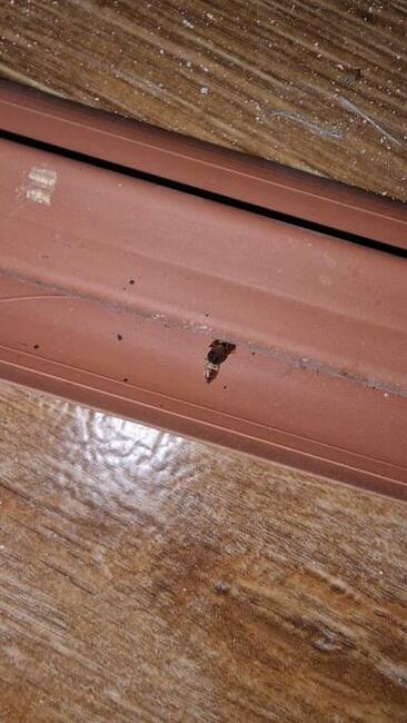 Pluskwa domowa, zwalczanie pluskiew, odpluskwianie, DDD