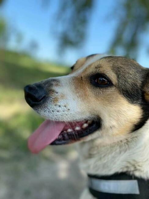 Cudowny wesoły psiak BŁAGA PILNIE o domek z ogrodem