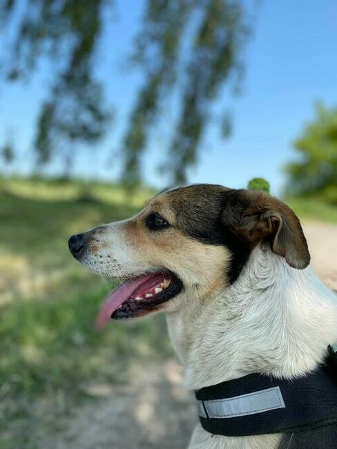 Cudowny wesoły psiak BŁAGA PILNIE o domek z ogrodem
