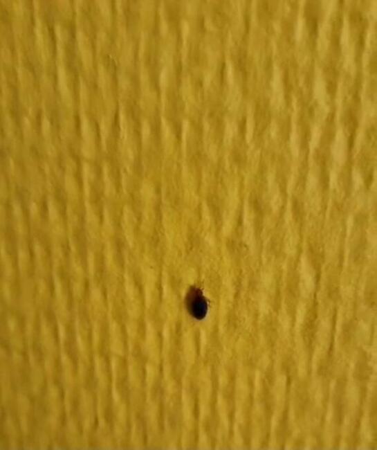 Pluskwa domowa, zwalczanie pluskiew, odpluskwianie, DDD