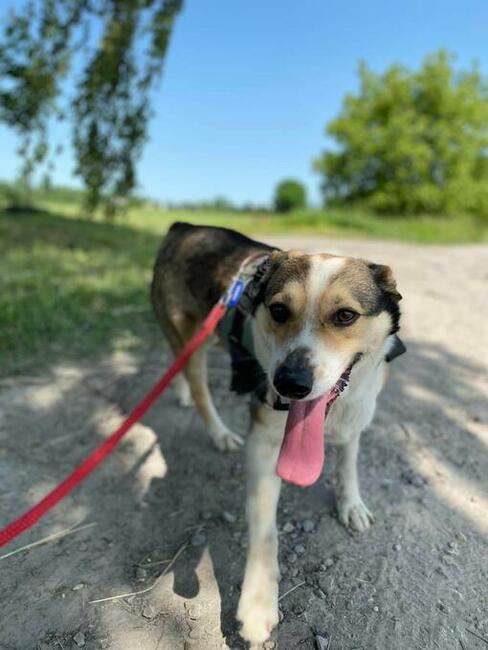 Cudowny wesoły psiak BŁAGA PILNIE o domek z ogrodem