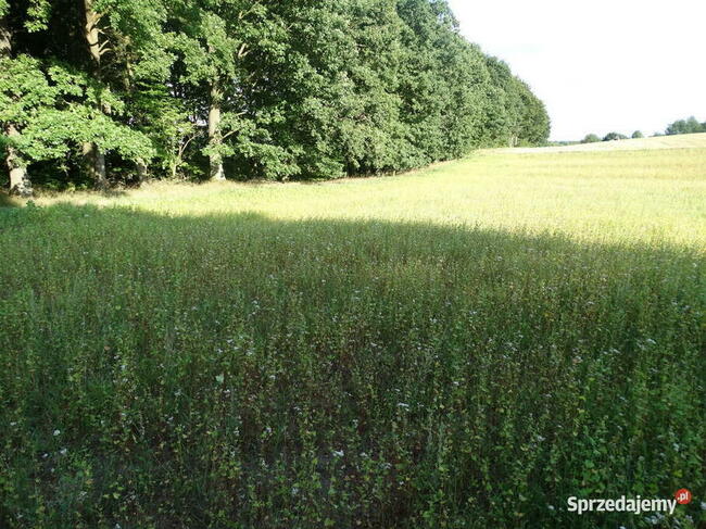 Kameralna działka na Kaszubach niedaleko jeziora
