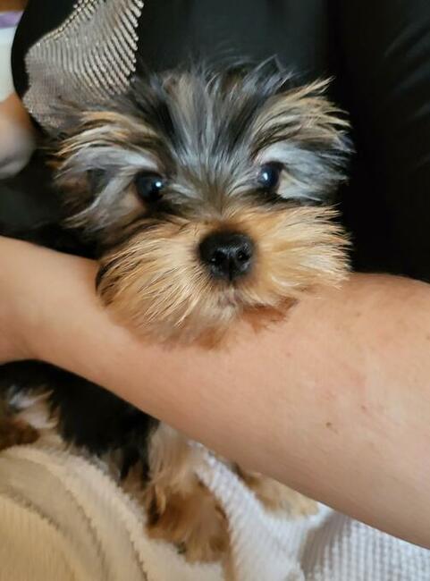 Yorki malutkie szczeniaczki