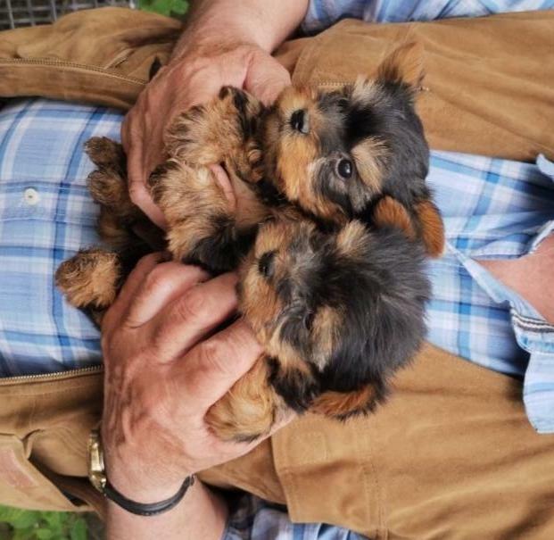 Yorki malutkie szczeniaczki