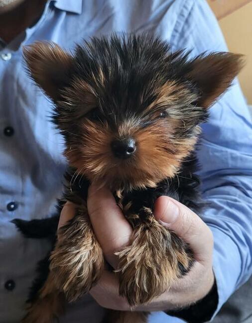 Yorki malutkie szczeniaczki