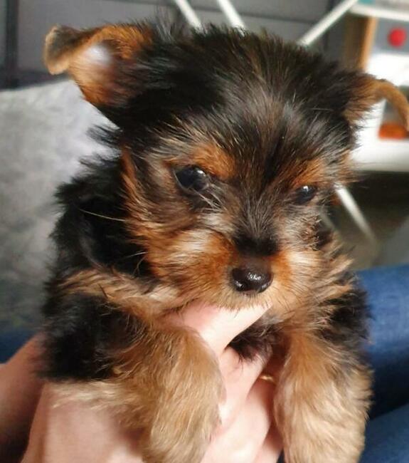 Yorki malutkie szczeniaczki