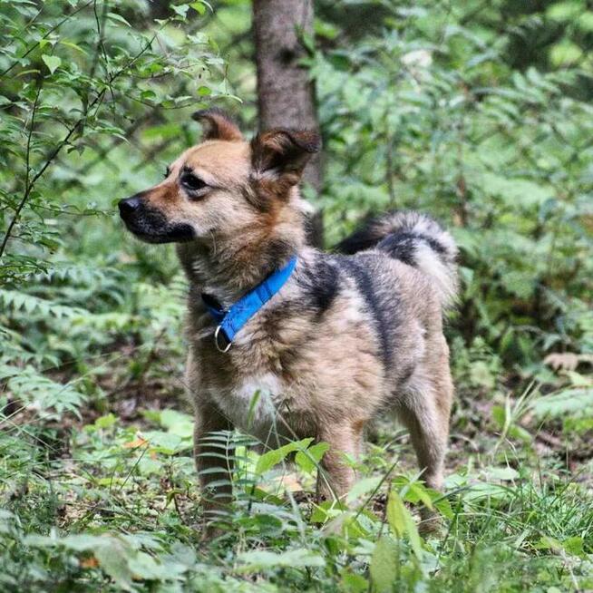 Mały Leo szuka spokojnego domu, delikatny psiak, 5lat, 10kg