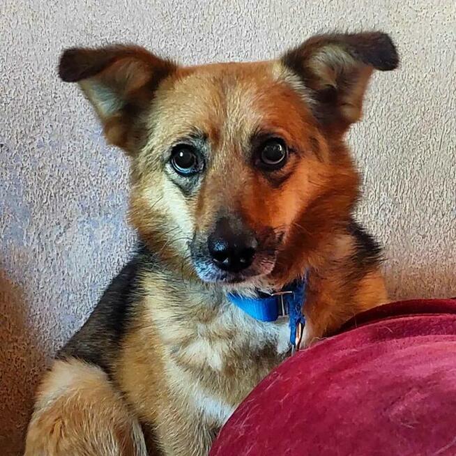 Mały Leo szuka spokojnego domu, delikatny psiak, 5lat, 10kg