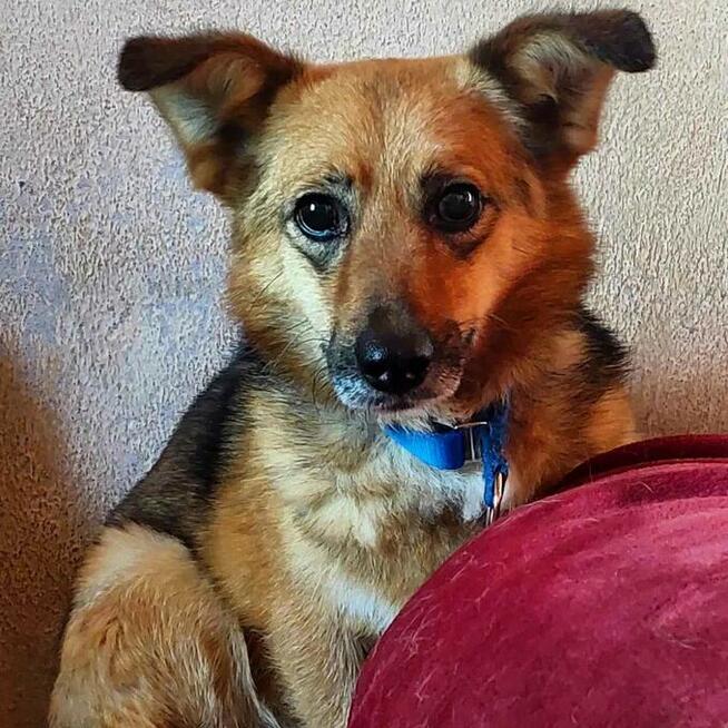 Mały Leo szuka spokojnego domu, delikatny psiak, 5lat, 10kg