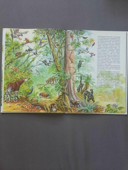 Lasy tropikalne. Atlas. Co i jak Tom 18 Mertiny Andrea