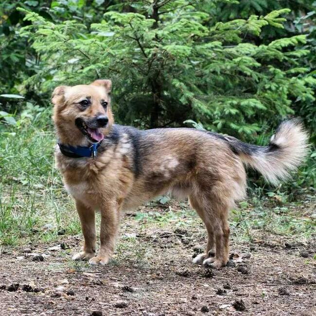 Mały Leo szuka spokojnego domu, delikatny psiak, 5lat, 10kg