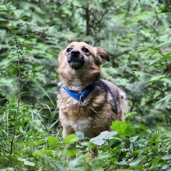 Mały Leo szuka spokojnego domu, delikatny psiak, 5lat, 10kg