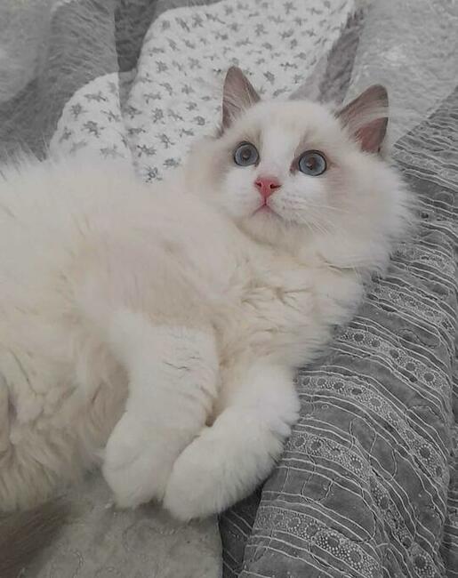 Kocieta Ragdoll - Rodowód FIFe/Felis Polonia