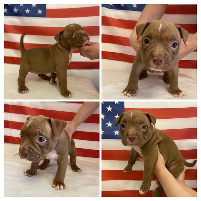 American Bully Pocket Extreme szczeniaki ABKC GrChampionach