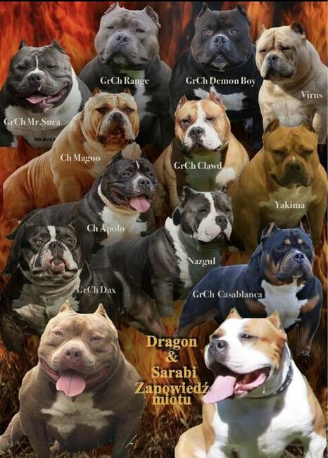 American Bully Pocket Extreme szczeniaki ABKC GrChampionach
