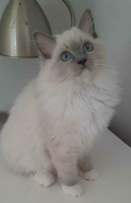 Kocieta Ragdoll - Rodowód FIFe/Felis Polonia