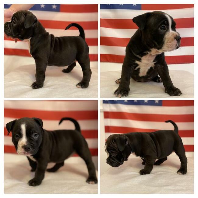 American Bully Pocket Extreme szczeniaki ABKC GrChampionach