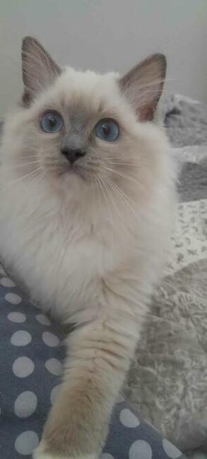 Kocieta Ragdoll - Rodowód FIFe/Felis Polonia