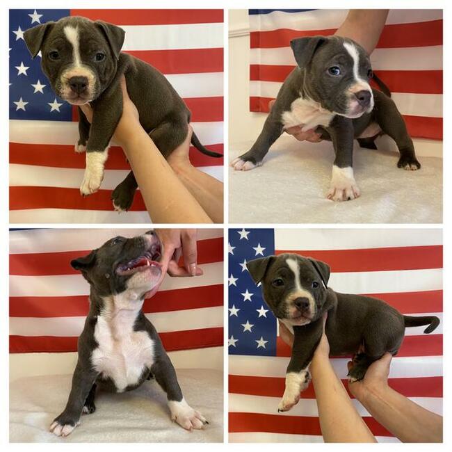 American Bully Pocket Extreme szczeniaki ABKC GrChampionach