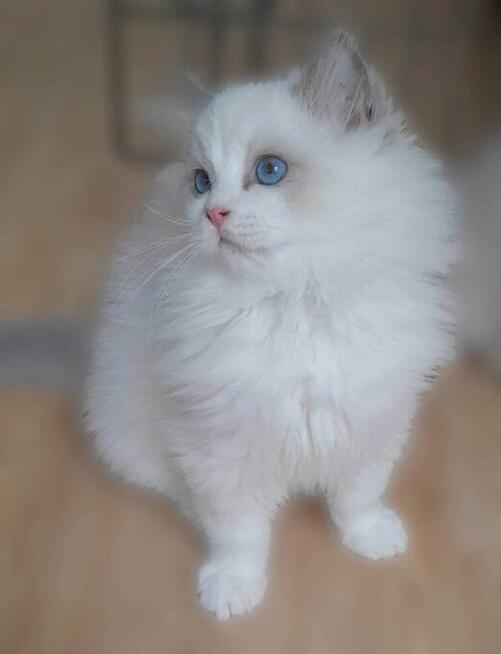 Kocieta Ragdoll - Rodowód FIFe/Felis Polonia