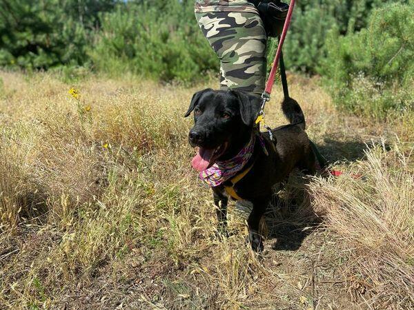 Portos - domowy, młodziutki psiak szuka domu!