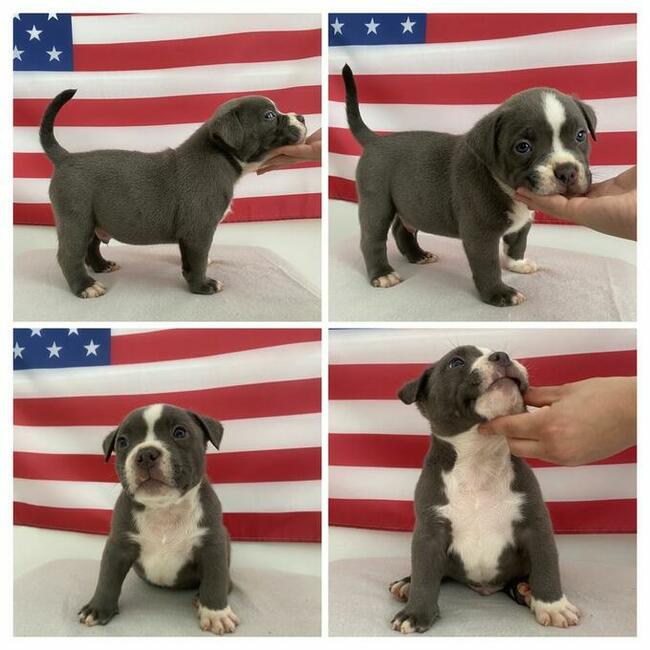 American Bully Pocket Extreme szczeniaki ABKC GrChampionach