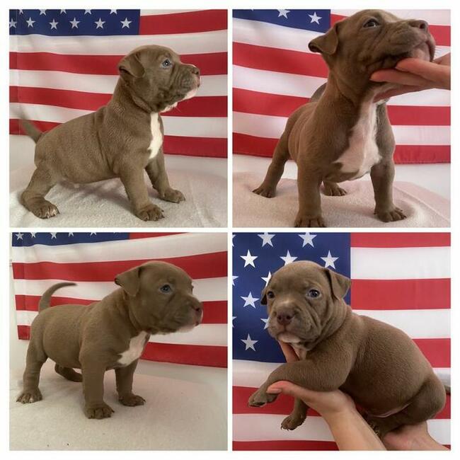American Bully Pocket Extreme szczeniaki ABKC GrChampionach
