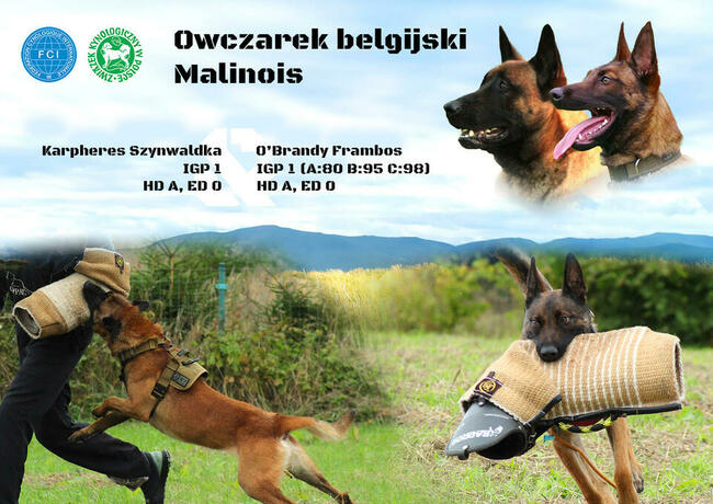 Owczarek Belgijski Malinois - Rewir Wadery (linia pracująca)