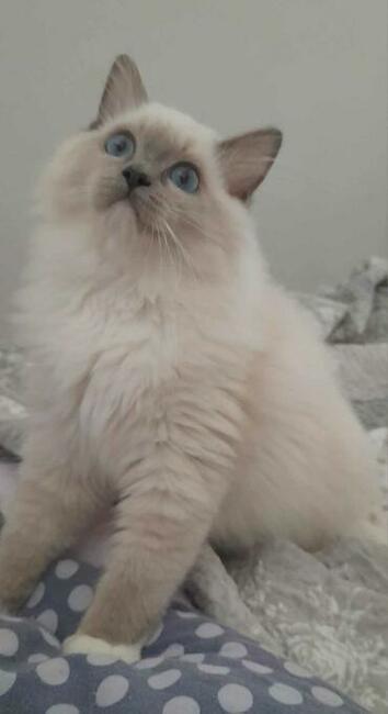 Kocieta Ragdoll - Rodowód FIFe/Felis Polonia